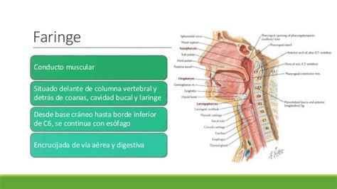 Anatomia Y Fisiología De Faringe Y Laringe