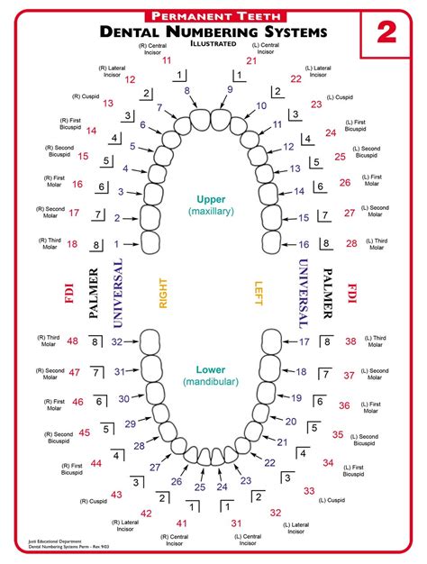 Understanding Dental Terminology S4s Dental