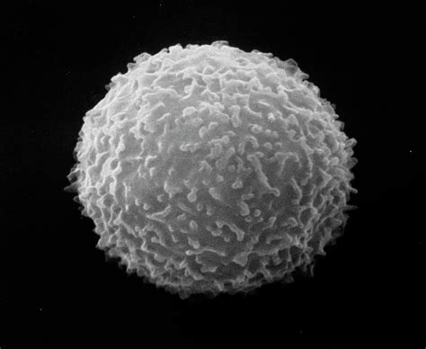 Sem Of Normal White Blood Cell Photograph By Nibscscience Photo