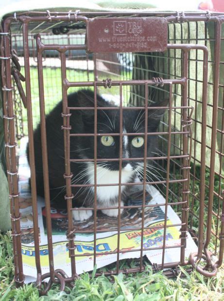 Dozens Of Feral Cats Reached With Tnr Program Chadron