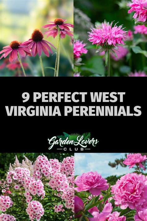9 Perfect West Virginia Perennials Garden Lovers Club In 2022