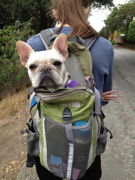The Lazy Pups Way To Enjoy A Hike 5 Funny Photos