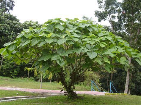 Plural of singular of past tense of present tense of verb for adjective for adverb for noun for. Pokok Ara | Scientific name: Ficus auriculata Family ...