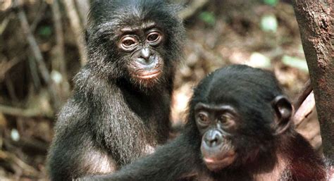 The Difference Between Chimps And Bonobos Knowledgenuts