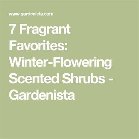 7 Fragrant Favorites Winter Flowering Scented Shrubs With Images