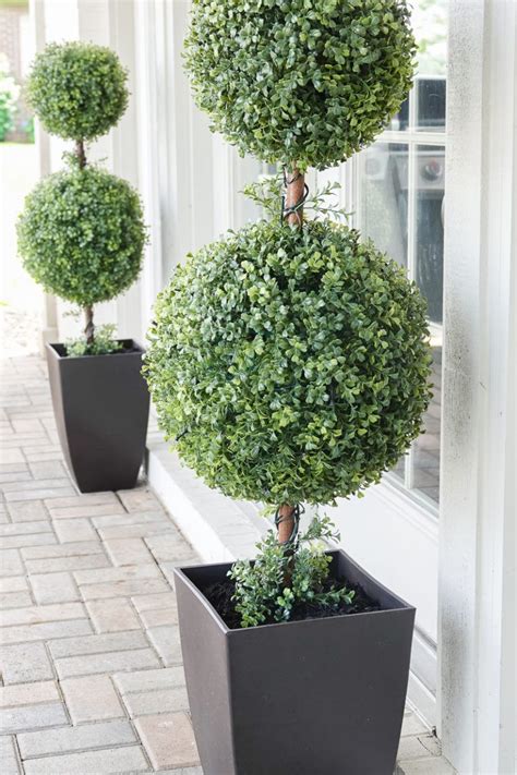 See more ideas about porch topiary, topiary, porch decorating. Outdoor Topiaries | Outdoor topiary, Topiary plants, Topiary