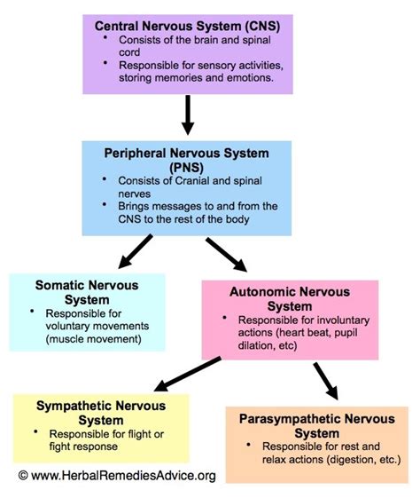 Psychology Nervous System Outcome Diagram Quizlet