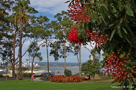 Perth View From Kings Park With Red Flowering Gum Flickr