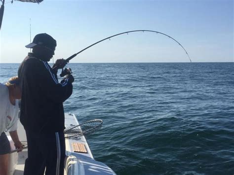 How To Fish For Cobia In The Chesapeake Bay The Complete Guide