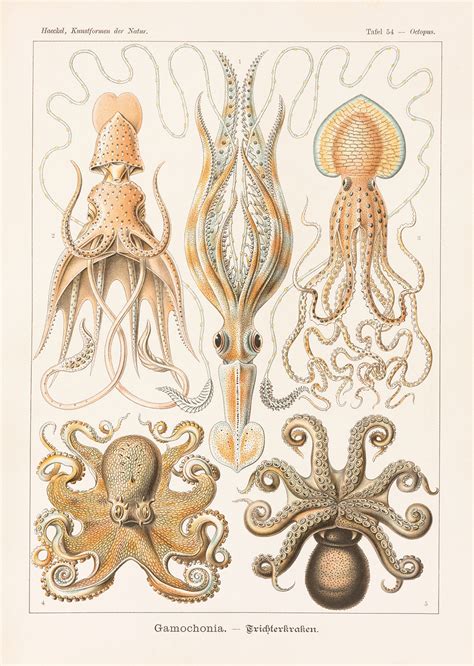 Art And Biology Ernst Haeckels Masterpieces