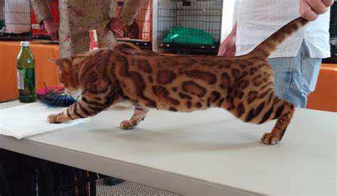 show quality bengal cat bengal kittens to adopt in auckland — pride of eire bengals