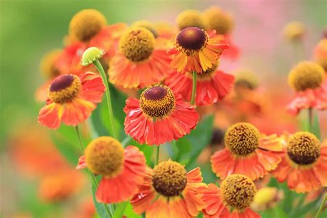 17 Gorgeous Fall Flowers To Include In Your Garden Garden Lovers Club
