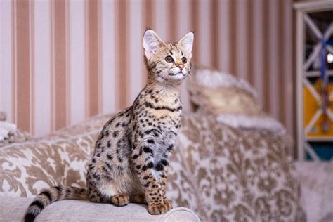 7 Cats That Look Like Leopards With Pictures Pet Keen