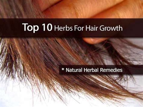 Diy Projects Top 10 Herbs For Hair Growth Naturgeister Haare Kosmetik