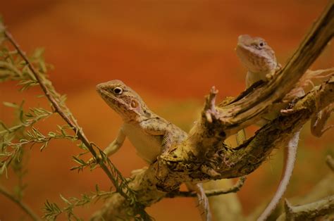 Lizards Reptiles Animals Free Photo On Pixabay Pixabay