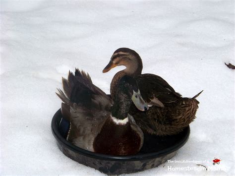 Cold Weather Duck Care The Misadventures Of A Homesteadin Mama