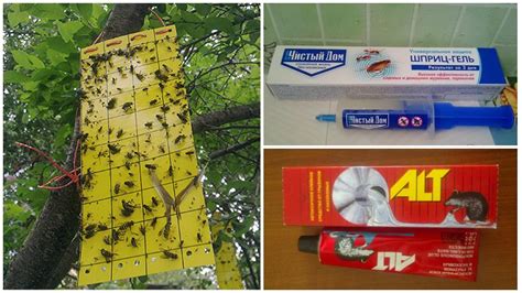 Tapi tenang, ini dia cara dalam mengecek pajak kendaraan anda. Wasp perangkap dari botol plastik dengan tangan anda sendiri