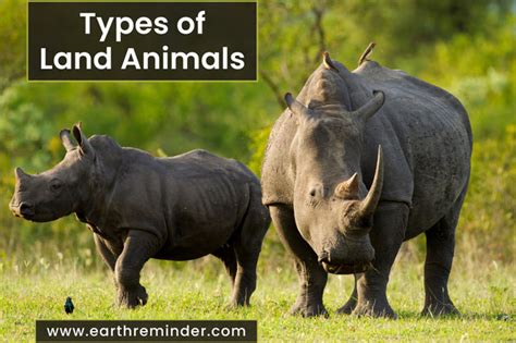 18 Different Types Of Land Animals Earth Reminder