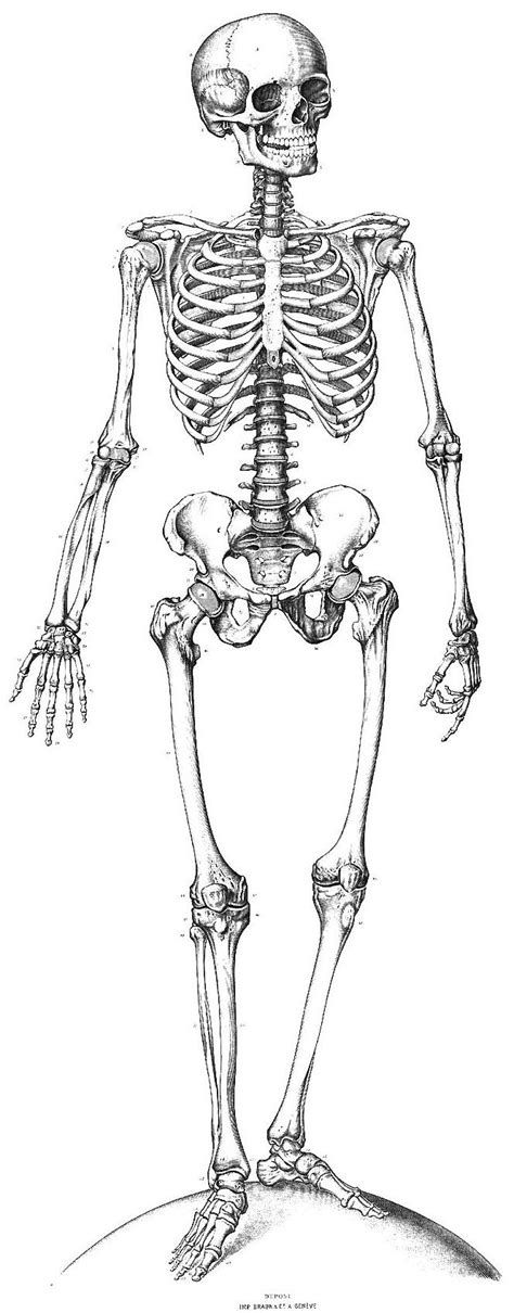 Inspiration Skeleton Drawings Human Skeleton Anatomy Coloring Book