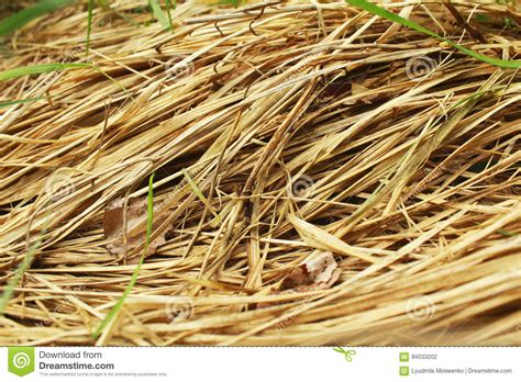 Dry Grass Straw Hay Background Stock Photo Image Of Yellow