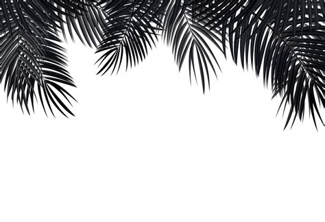 Palm Leaf Vector Background Illustration 4550375 Vector Art At Vecteezy
