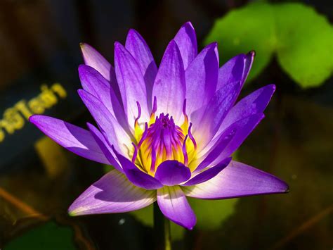 Purple Lotus Flower In A Pond 2191667 Stock Photo At Vecteezy