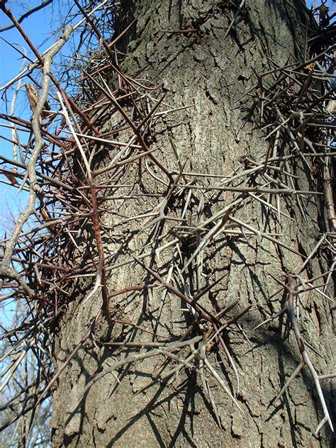 Gleditsia Triacanthos Fabaceae Bark Of A Large Tree