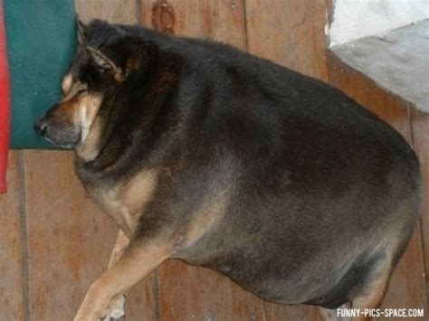 Follow fat dog to never miss another show. funny fat dogs - make2fun