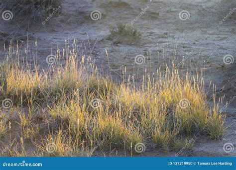 Desert Grasses Or Plants In The Sand Stock Photo Image Of Desert