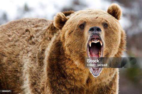 Growling Grizzly Bear Stock Photo Download Image Now Anger Bear