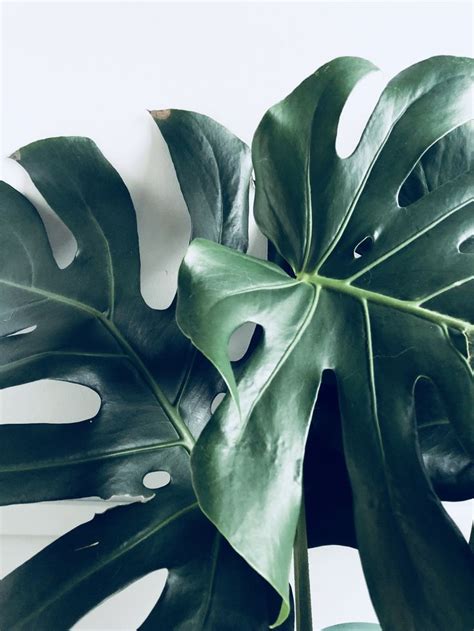 Rounded segment of a leaf, forming part of a larger structure. Monstera plant leaves | 식물