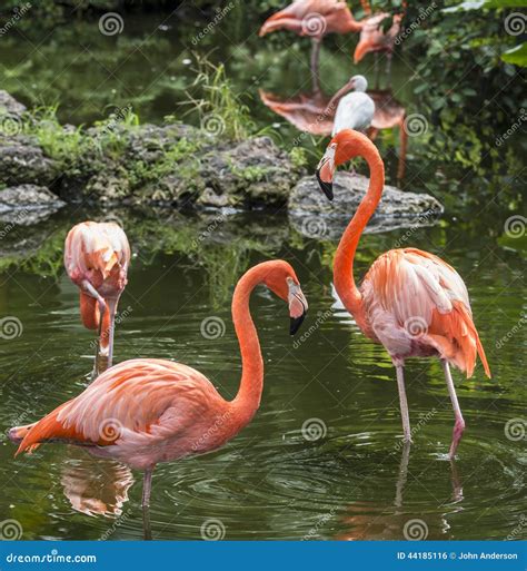 Pink Flamingo in Florida stock photo. Image of animal - 44185116