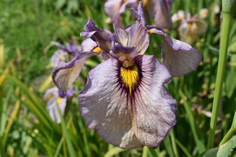 Scarica e usa 10.000+ foto di archivio di fiore acquatico gratuitamente. Iris acquatiche e loro varietà.
