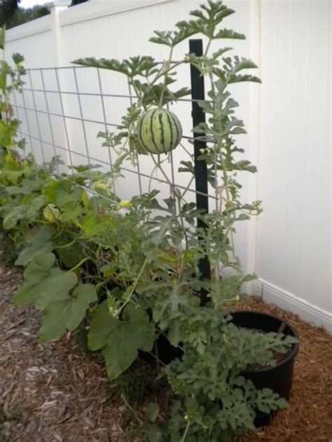 How To Grow Watermelons In Containers Obsigen