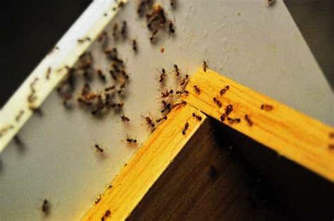 Cleaning the kitchen and the use of insecticides. Killing Ants in Your Home Without Using Pesticides