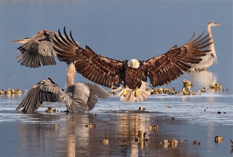 Breathtaking Bird Photos The Winners Of The Audubon Photo Contest