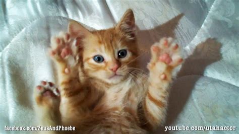 Cute Ginger Kitten Loves Belly Rubs Youtube