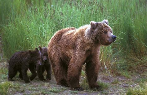 Grizzly Bear With Cubs Photograph By John Pitcher
