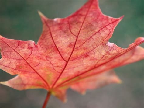 Photo Of Red Maple Leaf Hd Wallpaper Wallpaper Flare