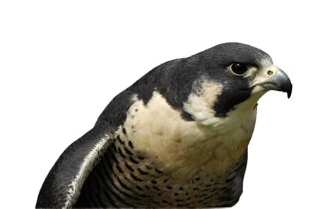 Best 79 Falcon Png Hd Transparent Background A1png