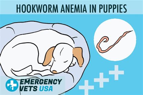 How Do You Treat Hookworms In Puppies