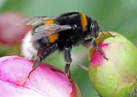 Как изглежда пчелата къде и колко дълго живее какво яде има ли кошер и зимува