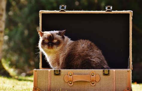 Free Picture Cat Box Fur Animal Luggage Kitten Cute Pet Kitty