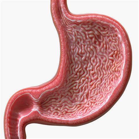 Human Stomach Cross Section 3d Model Cgtrader