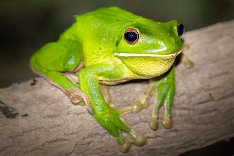 Check out our White-lipped Tree Frogs at Australia Zoo