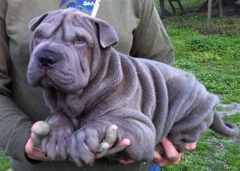 Beautiful Wrinkly Blue Mini Sharpei Puppy Shar Pei Puppies Dogs And