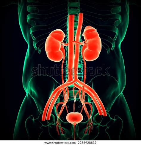 Anatomy Human Urinary System Medical Illustration D Stock Illustration Shutterstock