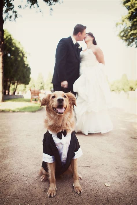 27 Cute Dog Wedding Outfits For Your Best Pal