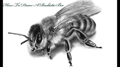 How To Draw A Realistic Bee Step By Step Tutorial YouTube