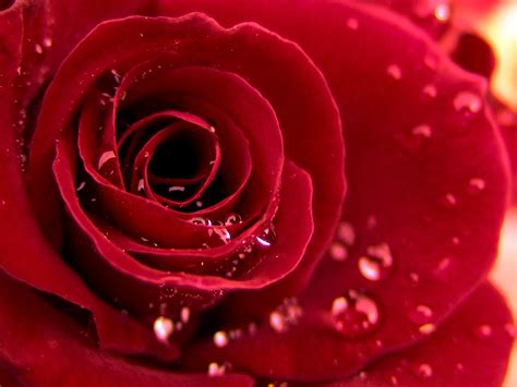 California Flower Mall Opens 247 Poll Says Long Stemmed Red Valentine